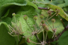 Sparrmannia africana
