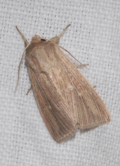Mythimna congrua