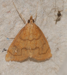 Anania testacealis