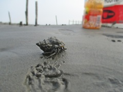 Clibanarius longitarsus