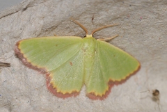Eucrostes indigenata