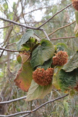 Dombeya × cayeuxii