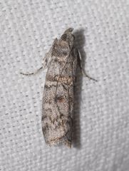 Dioryctria mendacella