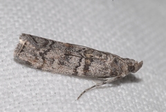 Dioryctria mendacella