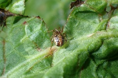 Phylloneta