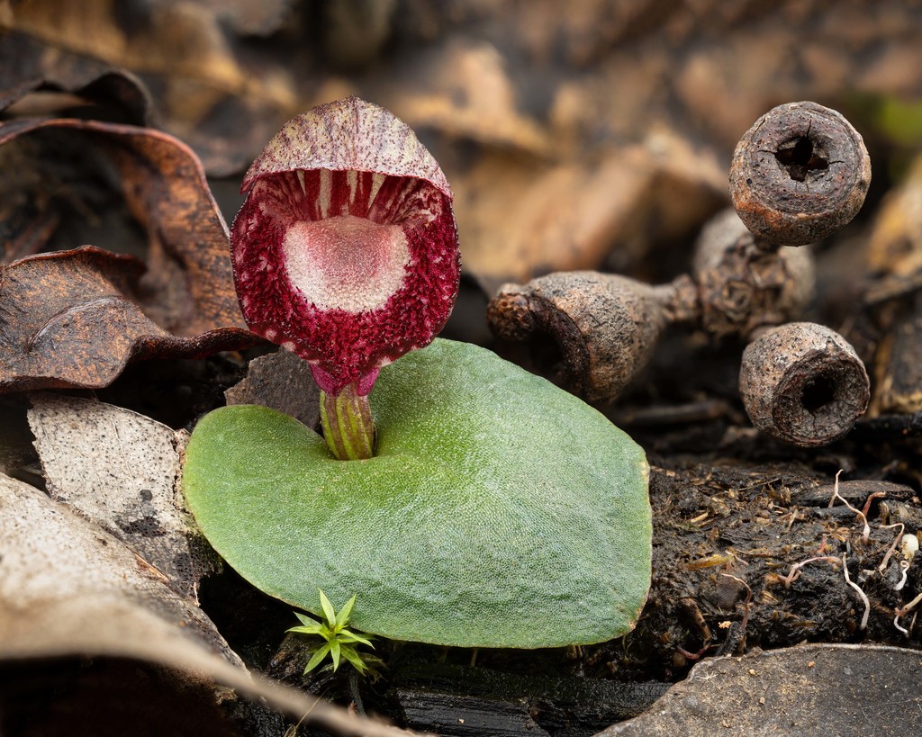 Corybas undulatus