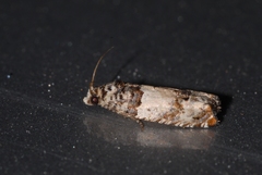 Epinotia thapsiana