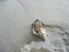 Clibanarius longitarsus