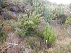 Dracophyllum acerosum
