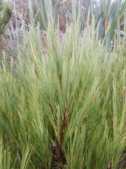 Dracophyllum acerosum