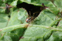 Phylloneta
