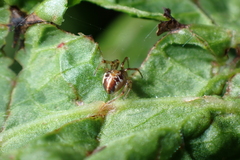 Phylloneta