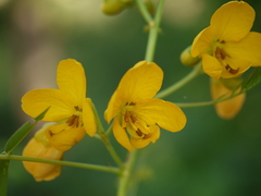 Senna sophera