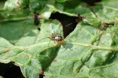 Phylloneta