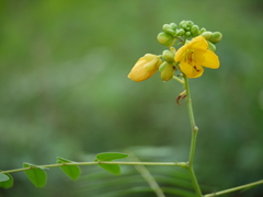 Senna sophera