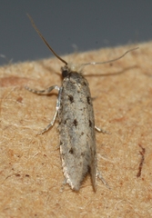 Ateliotum petrinella
