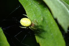 Araniella