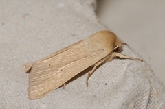 Mythimna pallens