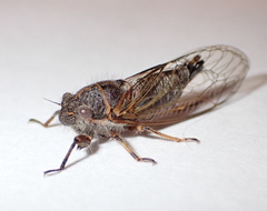 Platypedia vanduzeei