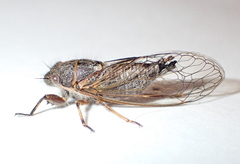 Platypedia vanduzeei