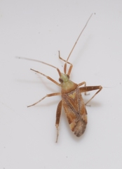 Phytocoris flammula