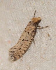 Ateliotum petrinella