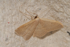 Idaea predotaria