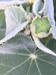 Allowissadula holosericea