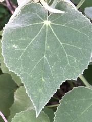 Allowissadula holosericea