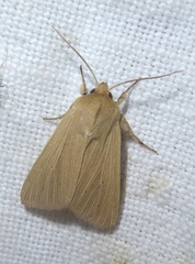 Mythimna pallens