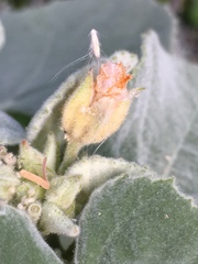 Allowissadula holosericea