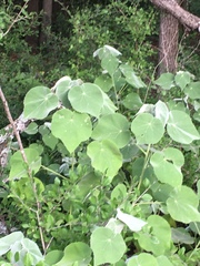 Allowissadula holosericea