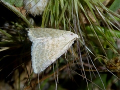 Eublemma lacernaria