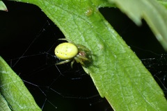 Araniella