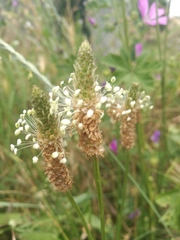 Plantago lanceolata