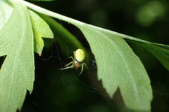 Araniella