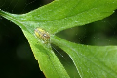 Araniella