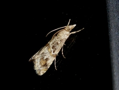 Euchromius cambridgei