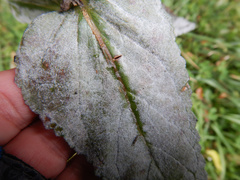 Golovinomyces verbasci