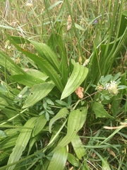 Plantago lanceolata