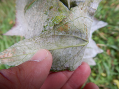 Golovinomyces verbasci