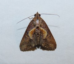 Lophoptera illucida