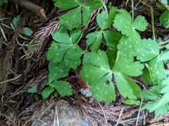 Anemonastrum flaccidum
