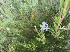 Ricinocarpos pinifolius