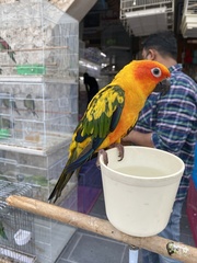 Aratinga