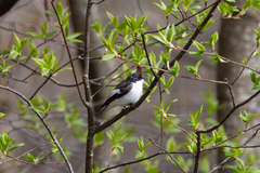 Ficedula hypoleuca