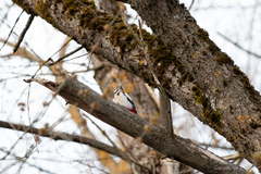 Dendrocopos major