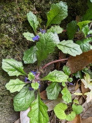 Ajuga decumbens
