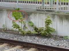 Acer platanoides