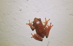 Hyperolius rubrovermiculatus